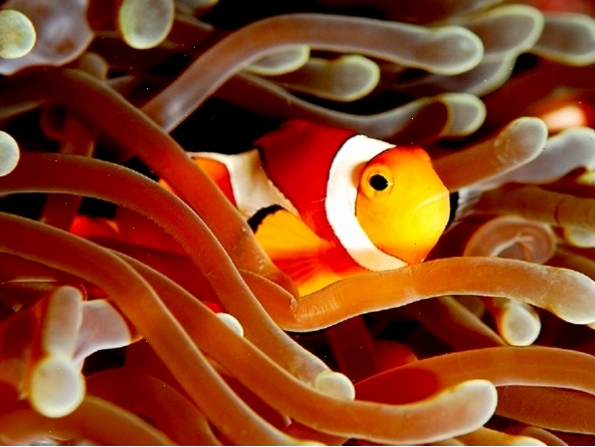 Cá hề Nemo bơi lội trong bể cá