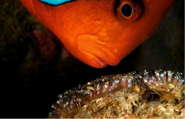 Cá hề Nemo sống trong rạn hải quỳ