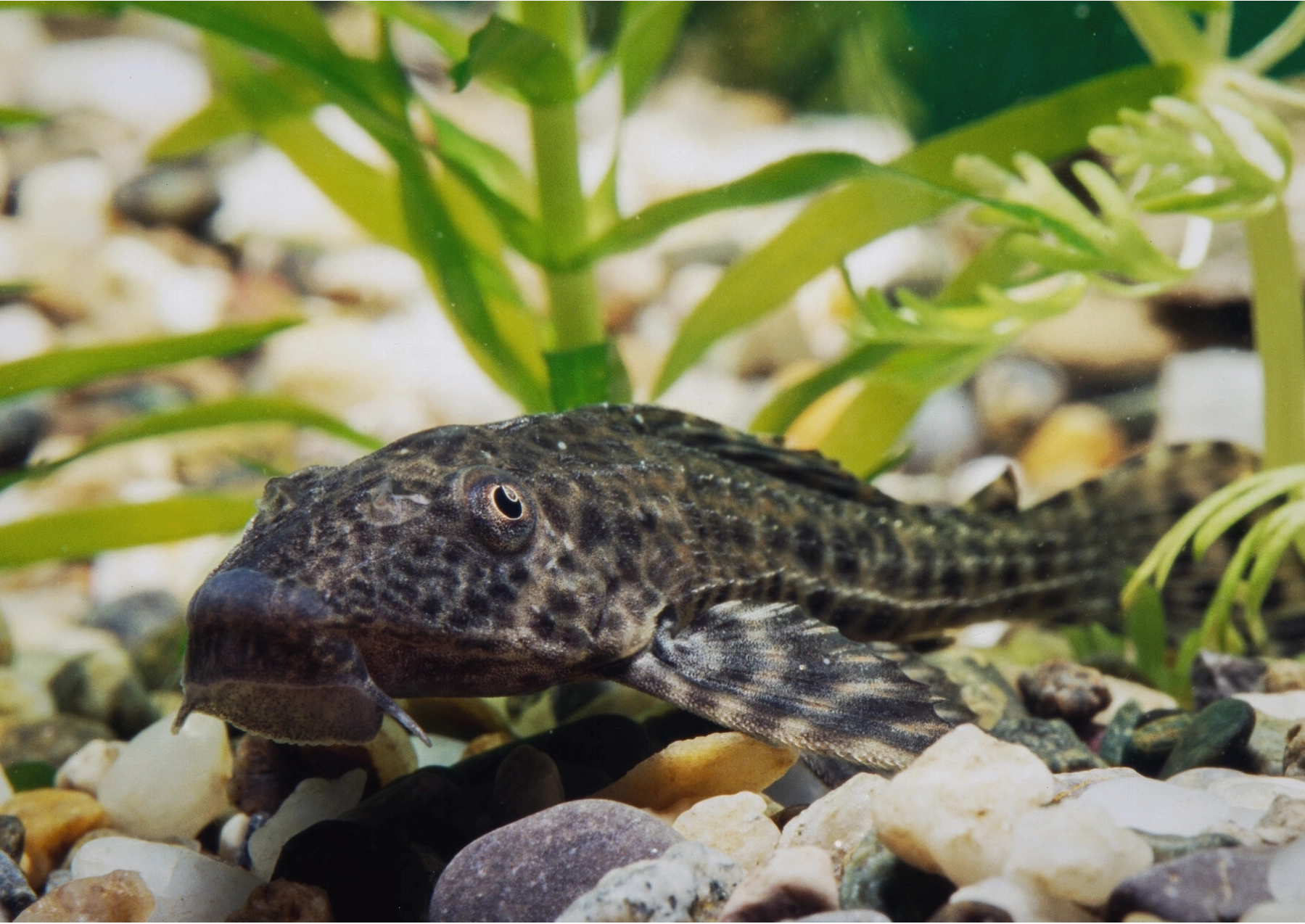 Cá Pez Diablo (suckermouth catfish) bị bắt giữ ở Mexico
