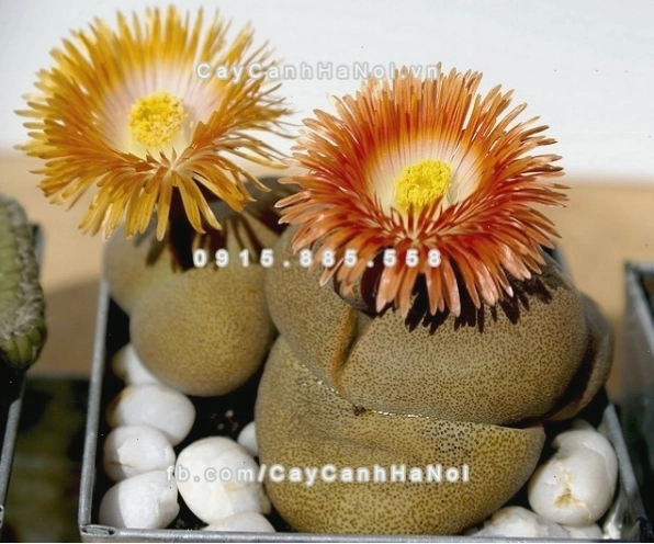 Cách chăm sóc cây thạch lan lithops