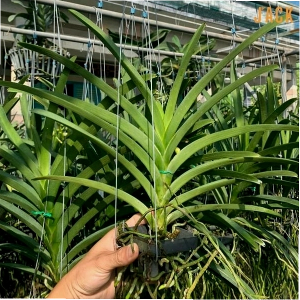 Cận cảnh một bông hoa lan Brassavola màu trắng ngà đang hé nở