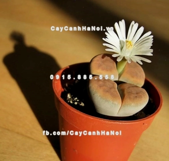 Cận cảnh một bông thạch lan đang nở rộ