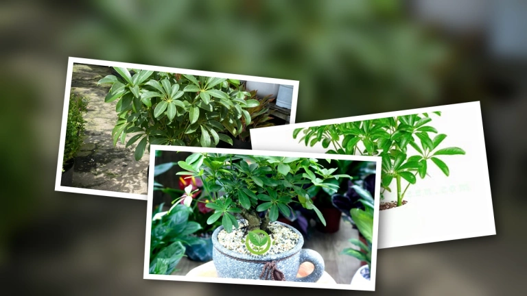 Cây Ngũ Gia Bì: Đặc Điểm, Ý Nghĩa Phong Thủy và Hướng Dẫn Chăm Sóc Chi Tiết