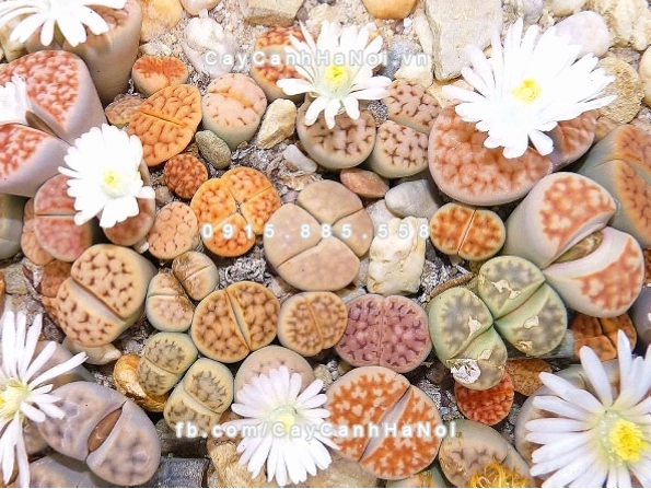 Cây thạch lan lithops với nhiều màu sắc