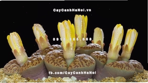 Cây thạch lan lithops với vẻ ngoài giống viên đá