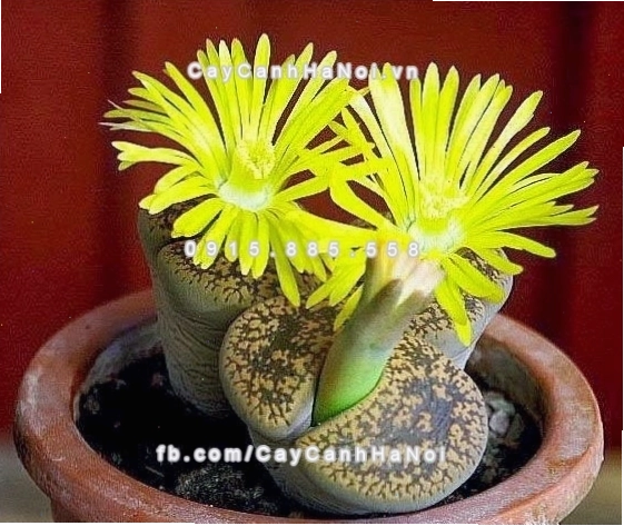 Chậu cây thạch lan lithops nhỏ nhắn trên bàn làm việc