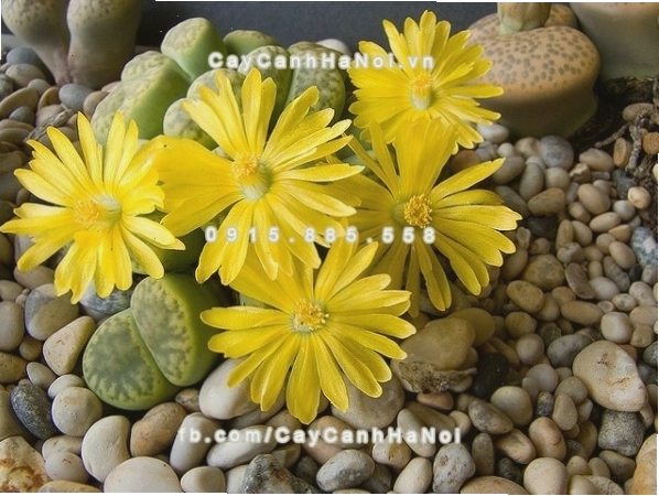 Chậu cây thạch lan lithops trang trí nội thất