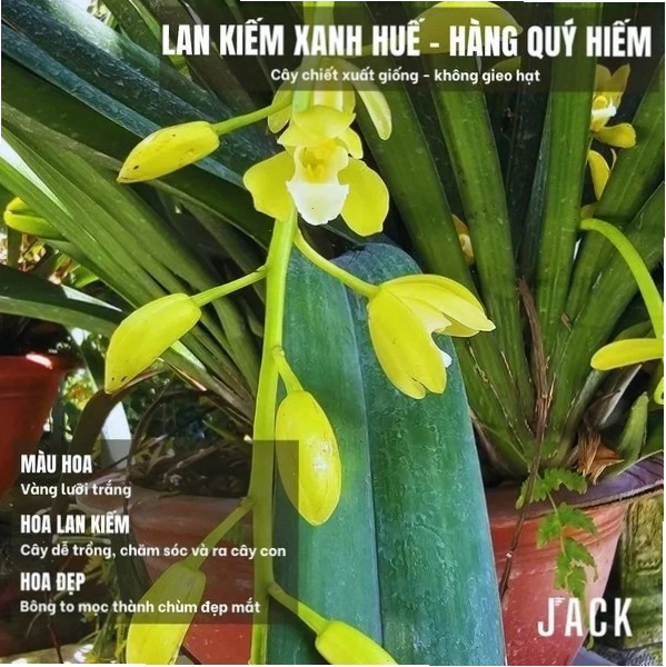 Chậu lan Brassavola được chăm sóc tốt với lá xanh mướt và rễ khỏe