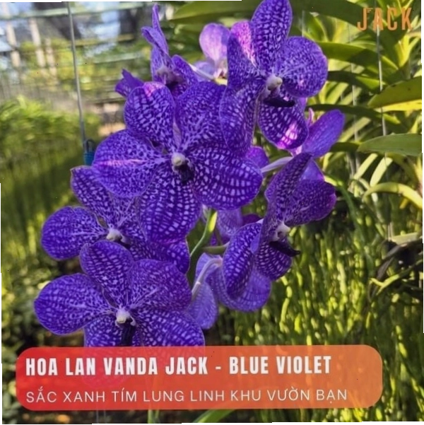 Chậu lan Brassavola với nhiều giả hành và lá mọng nước xanh tốt