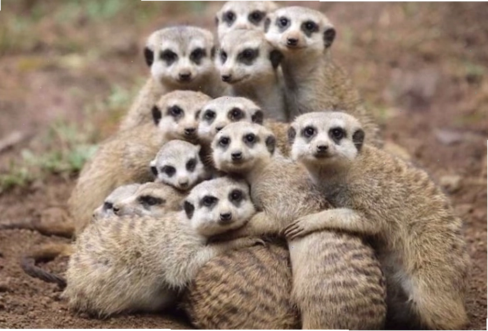 Chồn Meerkat đứng cảnh giác trên cồn cát sa mạc