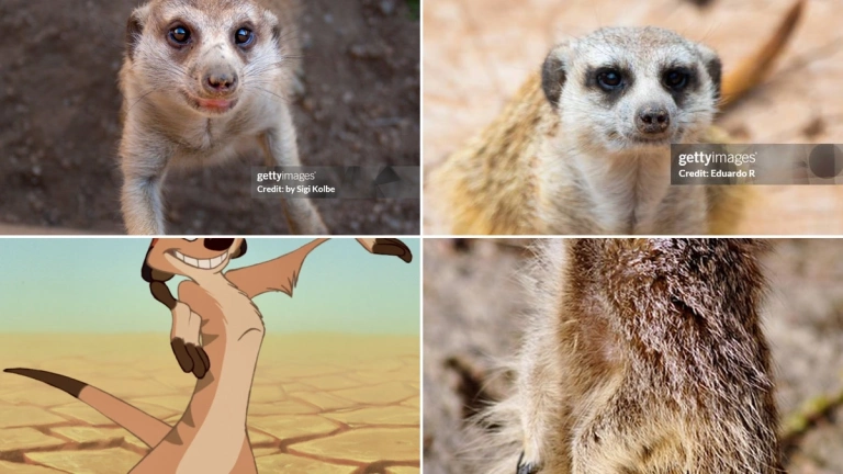Chồn Meerkat là con gì? Khám phá loài vật đáng yêu nhưng tàn nhẫn