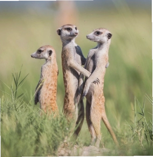 Chồn Meerkat một loài động vật đặc biệt