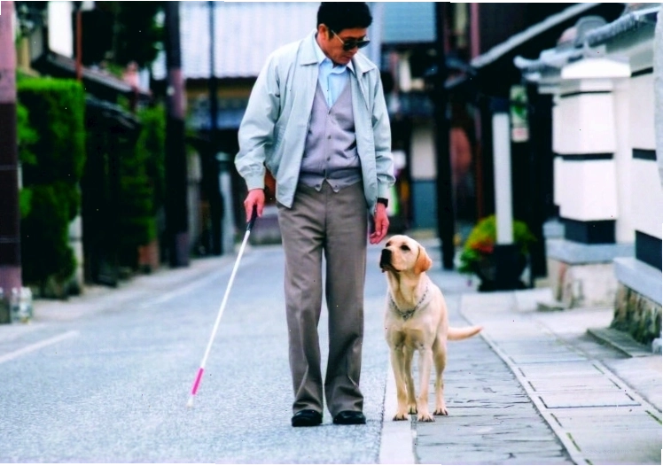 Chú Chó Quill kể về cuộc đời Quill, chú chó Labrador được huấn luyện làm chó dẫn đường và chinh phục ông chủ khó tính bằng lòng tận tụy.