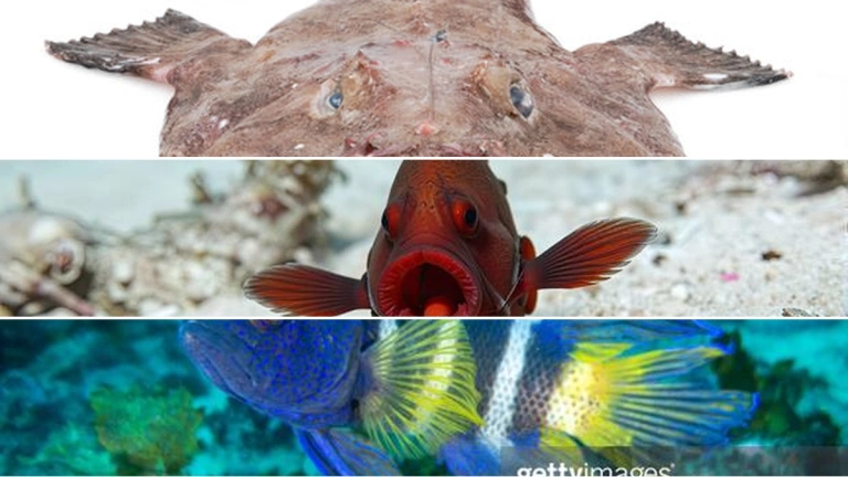 Devil Fish: Khám Phá Thế Giới Bí Ẩn Của Cá Đuối Hai Mõm