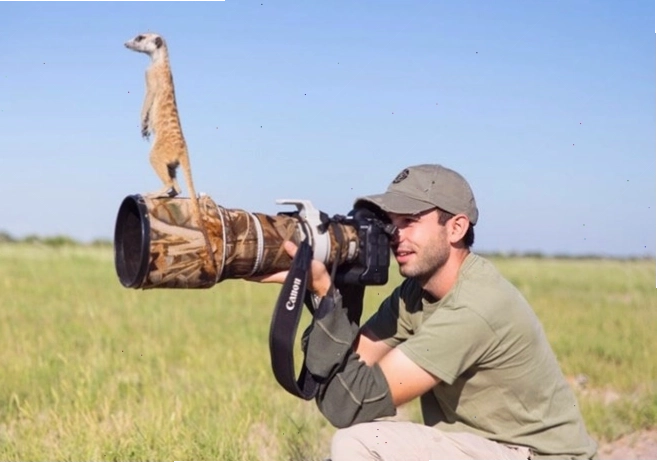 Hình ảnh minh họa về chồn Meerkat