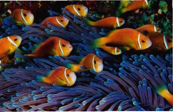 Hình ảnh nhân vật Nemo trong phim hoạt hình