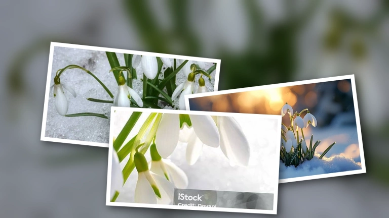 Hoa Tuyết Điểm Snowdrop: Hành Trình Đầy Sóng Gió Của Tác Phẩm Gây Tranh Cãi