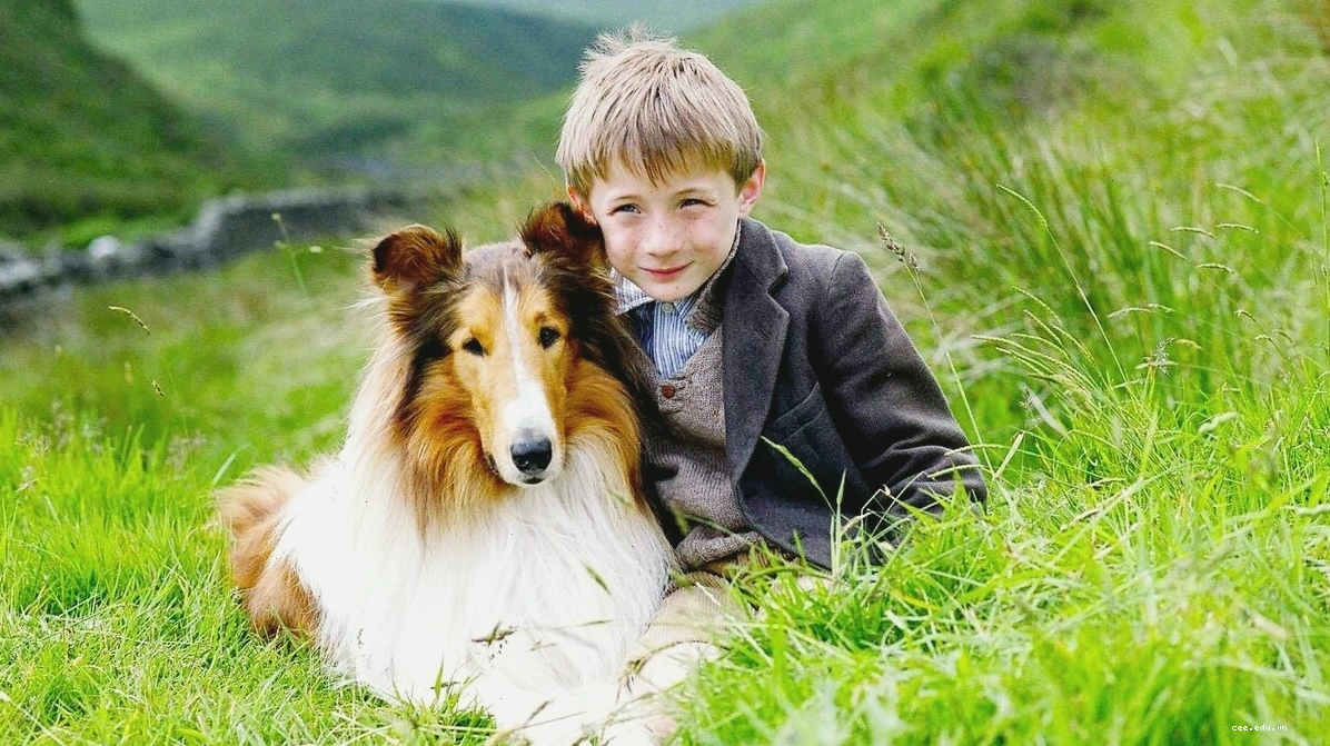Lassie về nhà - Lassie (2005)
