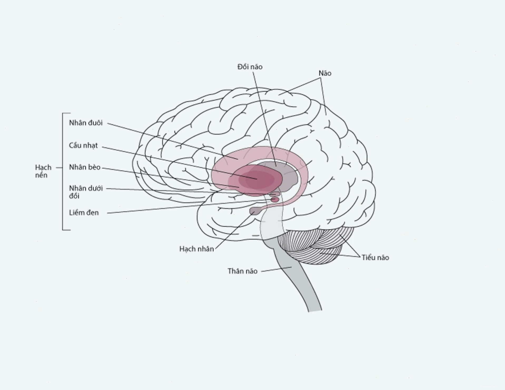 Minh họa cấu trúc hạch nền trong não bộ liên quan đến rung giật cơ dưới vỏ