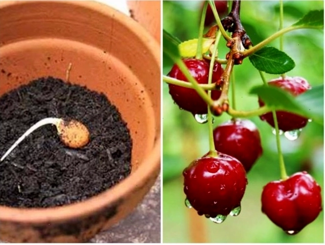 Minh họa không khí căng thẳng trong một cuộc họp kinh doanh, đối lập với vẻ đẹp của hoa