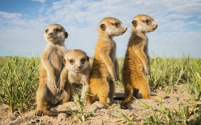 Một chú chồn Meerkat non đang được mẹ chăm sóc