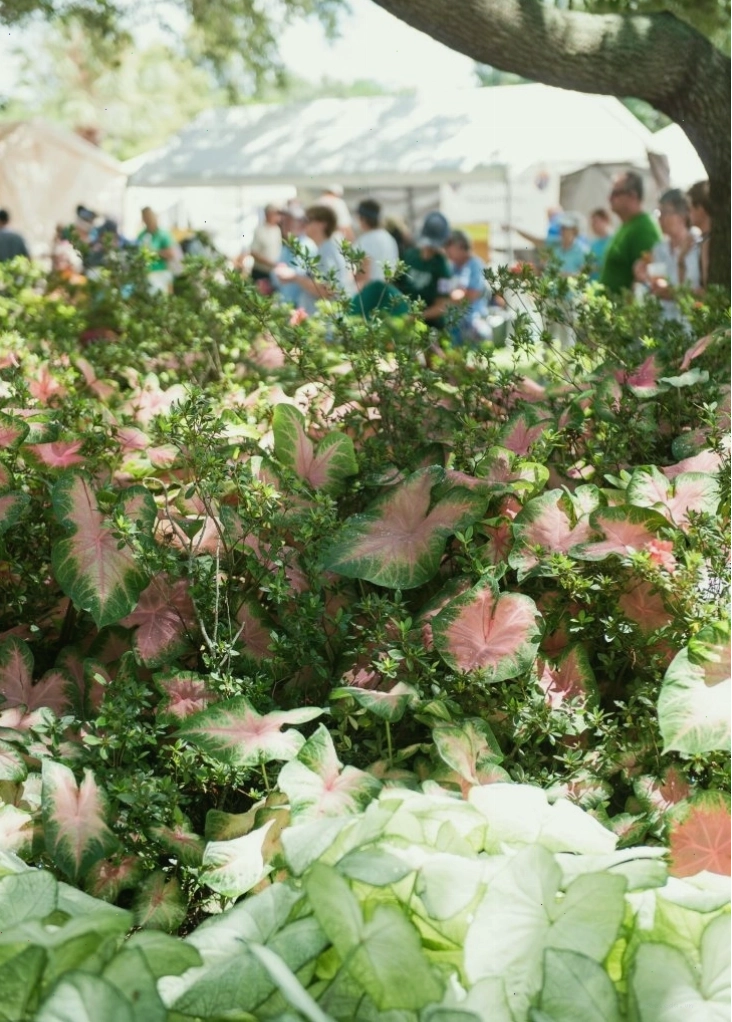Những bông hoa Caladium rực rỡ tại Lễ hội Caladium ở Lake Placid, Florida