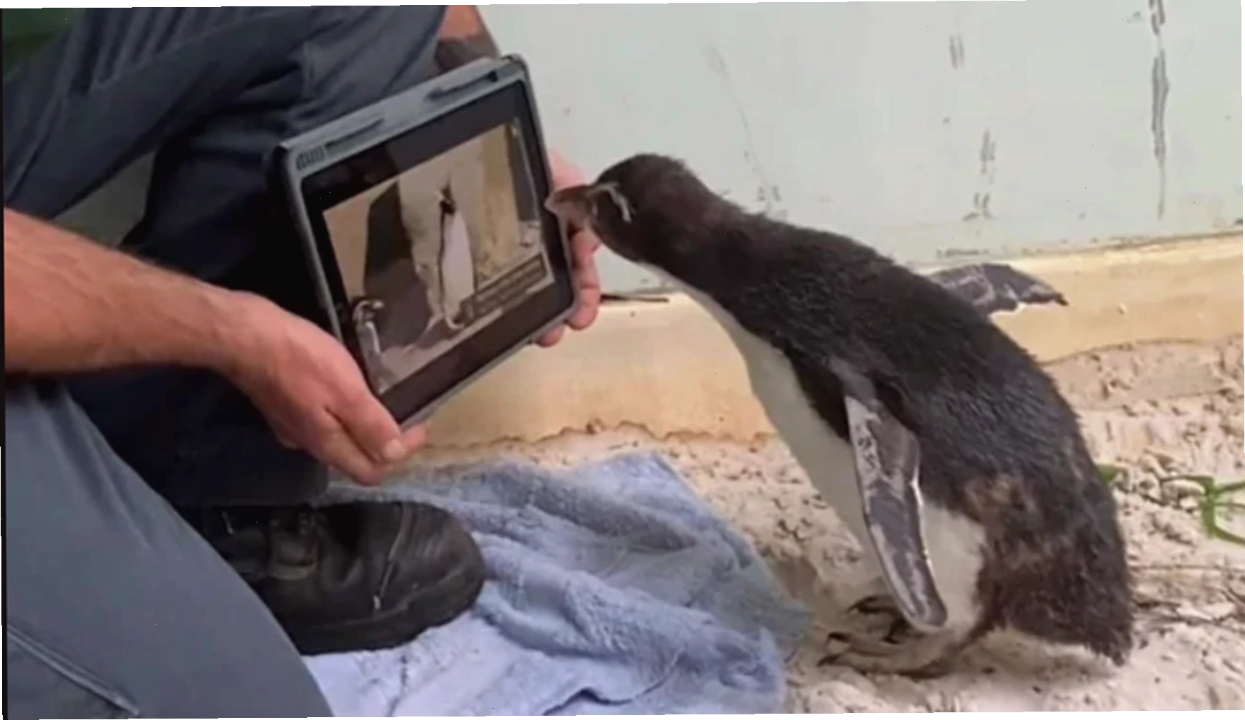 Pierre rất thích thú khi xem loạt phim hoạt hình Pingu trên iPad