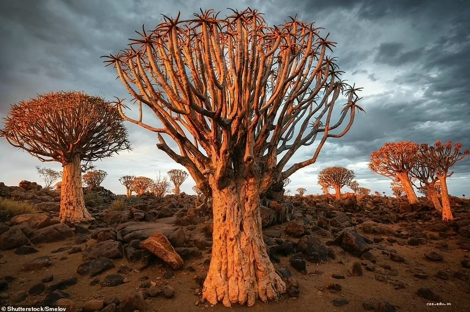 Rừng cây Quiver huyền bí ở Namibia