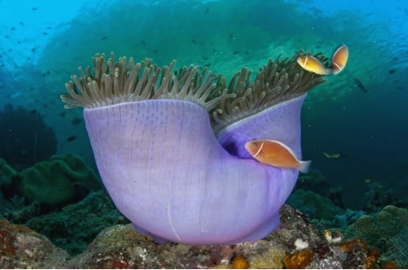 Thiết lập bể cá cho chú cá hề Nemo