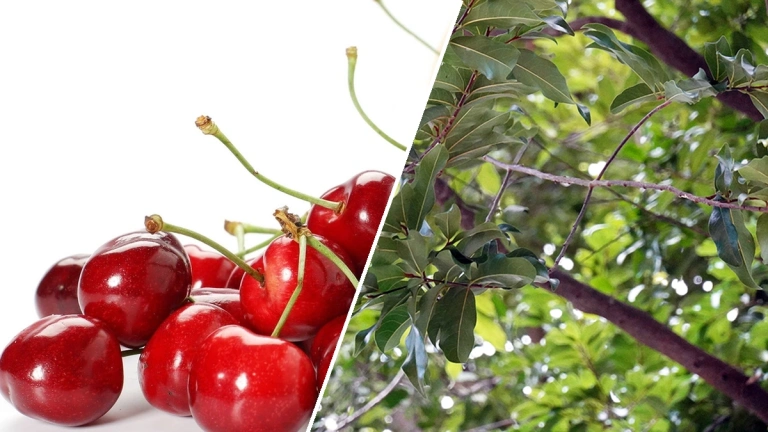 Trái chín thì hái: Bí quyết hái quả chín ngon và mẹo bảo quản hiệu quả