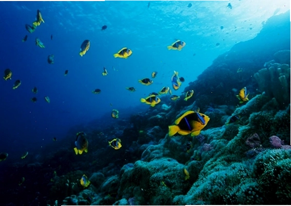 Trẻ em xem phim Finding Nemo