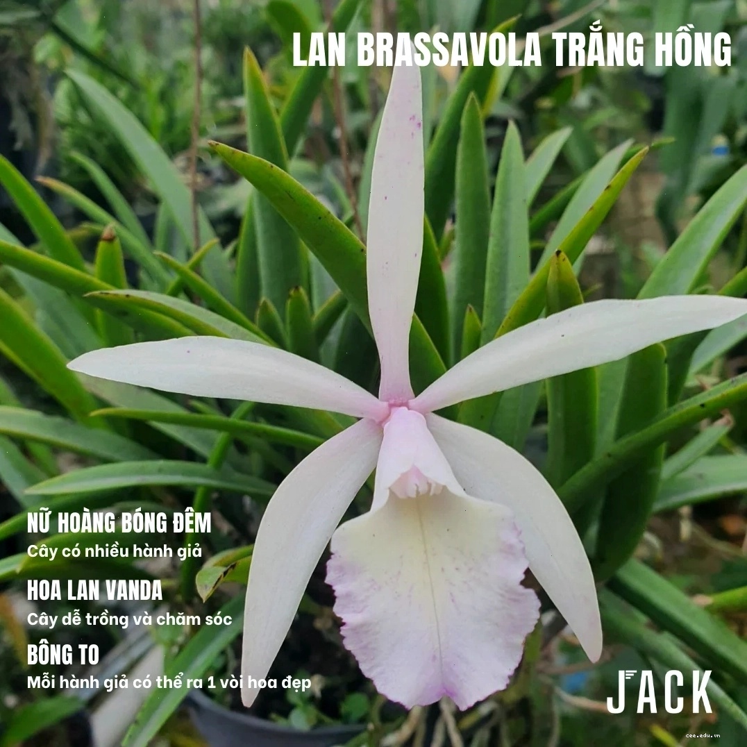 Vẻ đẹp rực rỡ của Lan Brass Trắng Hồng khi nở rộ