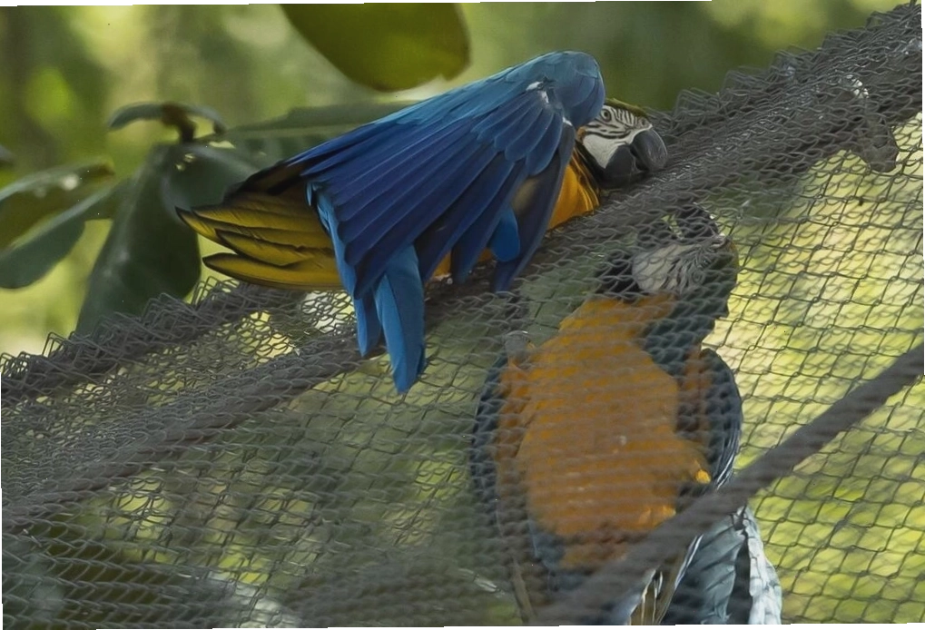 Vẹt Juliet bay tới vườn thú BioParque để giao lưu với những cá thể vẹt khác.