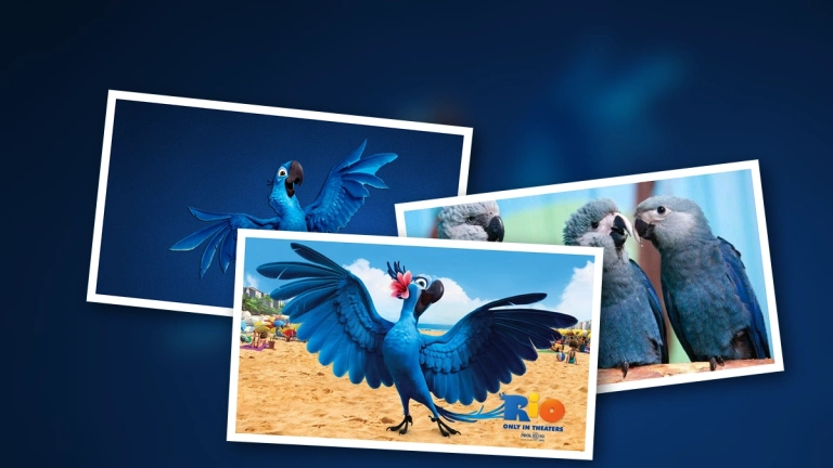 Vẹt Rio Tuyệt Chủng: Số Phận Đáng Buồn Của Biểu Tượng Xanh